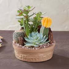 Maybe you would like to learn more about one of these? Cactus Dish Garden Winni In