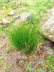 Image result for Eleocharis confervoides
