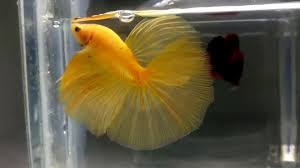 Crowntail betta are more aggressive compared to the other betta type and it's also difficult to take care of. Male Halfmoon Betta Yellow Youtube