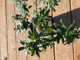 Image result for Synandrodaphne