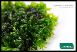 Image result for Crepidomanes clarenceanum