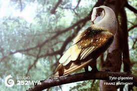 Tytocare makes it easier with guided medical exams using a handheld exam kit and app. Studio 252mya Pa Twitter Tyto Gigantea By Franzanth This Extinct Barn Owl Lived On The Isolated Island Of Gargano Italy It Was A Large Species With A Size Closer To The Eurasian
