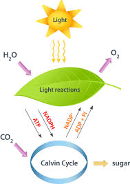Check spelling or type a new query. Photosynthesis Ck 12 Foundation