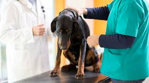 Wobbler Syndrom Beim Hund Ursachen Symptome Therapie