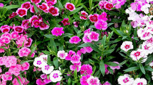 Image result for Dianthus angolensis