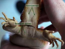 Diy bearded dragon cage can be customized to meet your specific needs such as their size, dimension. Build Your Own Bearded Dragon House Diy Enclosures