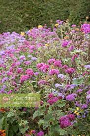 Ageratum Houstonim Nordmeer Flower Weight Best Flower Wallpaper