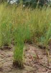 Image result for Cyperus denudatus