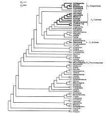 Image result for Sphaerocyperus