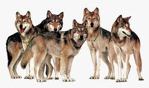 Discover and download free wolf png images on pngitem. Pack Of Wolves Transparent Images Wolf Pack Transparent Background Hd Png Download Kindpng