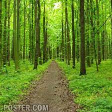 Pohon pemandangan alam foto gratis di pixabay. Nature Alam Jual Poster Di Juragan Poster In 2021 Forest Beach Sunset Nature