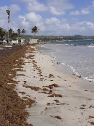 Fao Seeking Solutions To Sargassum Algae In The Caribbean - St. Lucia Times