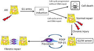 The first is interphase, during which the cell lives and grows larger. Cell Cycle Alterations In Post Mitotic Cells And Cell Death By Mitotic Catastrophe Intechopen
