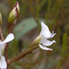 Image result for Disa saxicola
