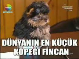 Dunyanin En Kucuk Kopegi Fincan Cumartesi Surprizinde Youtube