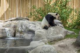 Toronto zoo giant panda cubs born october 13, 2015. Panda Enclosure At The Toronto Zoo Enjoy The Sun On The Rocks Stock Photo Picture And Royalty Free Image Image 62487608