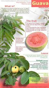 10 Easy To Grow Medicinal Herbs For Herbal Remedies Medicinal Plants Guava Benefits Guava Nutrition