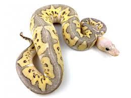 We also have ball pythons available that contain genes that include: Ball Python Genetics Royal Constrictor Designs