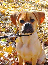 Puggle