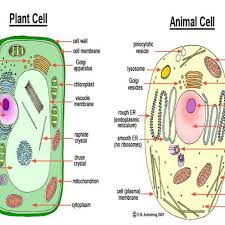 Draw the animals cell and label each parts brainly in. Structure Of Animal And Plant Cell Download Scientific Diagram