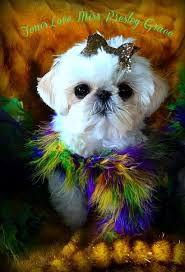 Imperial shih tzu puppies for sale in florida. Imperial Shih Tzu Imperial Shih Tzu Puppies Teacup Shih Tzu Imperial Shih Tzu Puppies For Sale