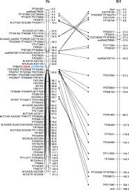 We did not find results for: Translocation Of A Parthenogenesis Gene Candidate To An Alternate Carrier Chromosome In Apomictic Brachiaria Humidicola Springerlink