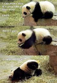 cute panda tumblr panda funny funny animal pictures cute panda
