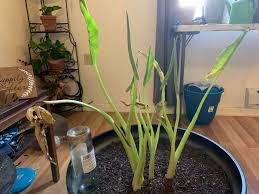 This helps as elephant ears need plenty of water and the area i live in is partially arid and. My Jumbo Elephant Ear Needs Help It Was Doing Great And Was Outgrowing The Original Pot So I Sized It Up Now It Looks Like This The New Leaves Don T Even Unfurl