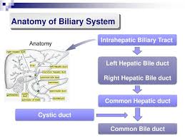 Biliary System Sheng Yan Md Phd Ppt Download