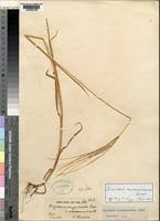 Image result for Digitaria acuminatissima