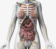 Internal organ anatomy chart photos diagram of girls. Anatomy Of The Body Female Anatomy Drawing Diagram