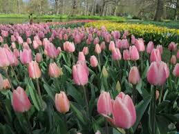 Bulbs are modified stems of some plants. Dutch Bulb Garden Depicts Golden Age In Flowers