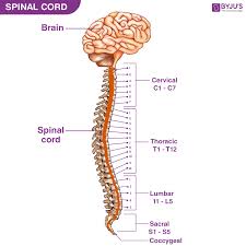 If the backbone line breaks, the entire segment goes down. Spinal Cord Anatomy Structure Function Diagram