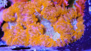 We did not find results for: Orange Rock Flower Anemone Frag Box