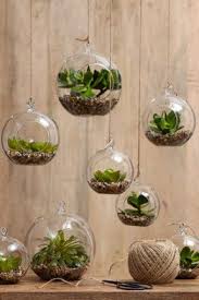 6 Top Decorating Tips For Rental Properties Plants Hanging Air Plants Small Plants