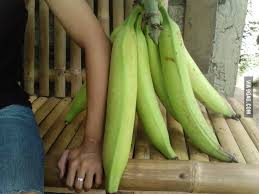 Pisang tanduk merupakan salah satu jenis pisang berukuran besar. This Banana Variety Is Called Musa Tindok Or Pisang Tanduk Ladies Will Love This 9gag