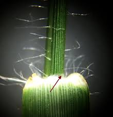 Image result for Eragrostis cylindriflora