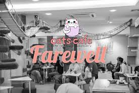 Johor bahru atau lebih dikenali dengan jolokan 'jb' merupakan ibu negeri daerah johor. Cats Cafe Jb Cats At Their Sanctuary Home Facebook