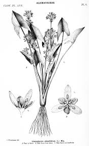 Image result for Coleotrype laurentii