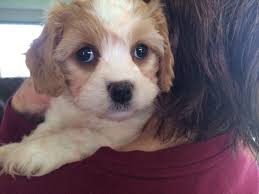 We have cavachon puppies for sale available now. May 2014 Silver Paw Cavachons