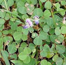 Image result for Desmodium subsecundum