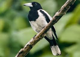 We did not find results for: Burung Jagal Papua Ciri Ciri Suara Perawatan Karakter Makanan Dll Kicaumania Net