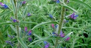 Viborera Plants Wild Flowers Flora