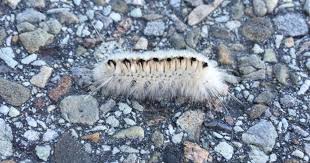 It has the ability to produce cyanide which can harm or potentially kill the predator. Venomous White Hickory Tussock Caterpillar Spotted In Pennsylvania Cbs News