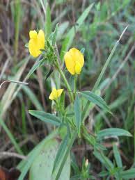 Image result for Stylosanthes fruticosa
