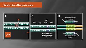 T4 Dna Ligase Neb