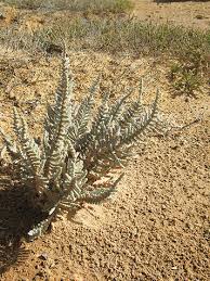 Image result for Caroxylon littoralis