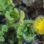 Image result for Grangea maderaspatana