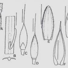 Image result for Digitaria ternata