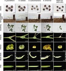 Image result for Vigna kirkii